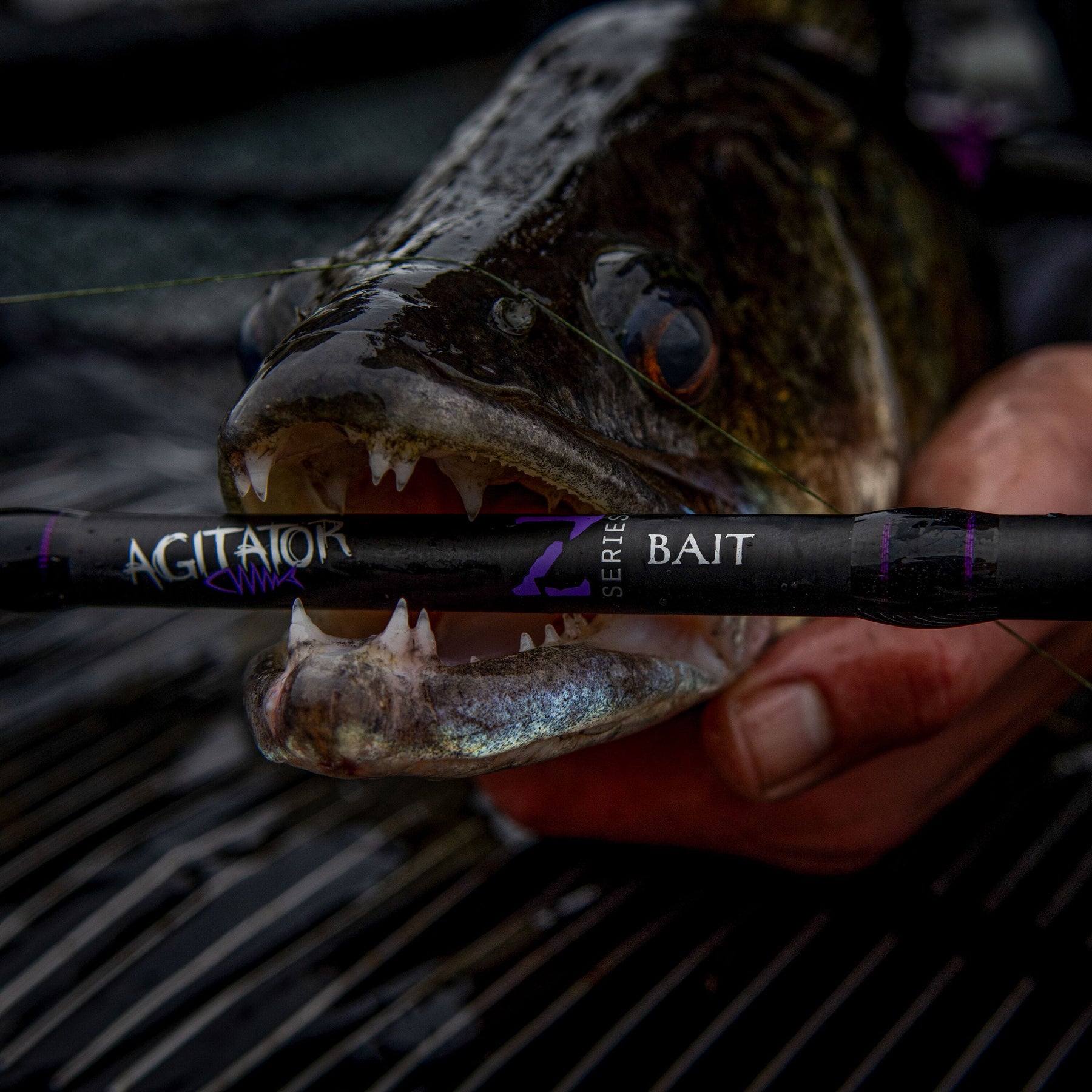 Agitator Z-Series Bait 10ft/305cm 2.25lb Bait Fishing Rod   Wychwood